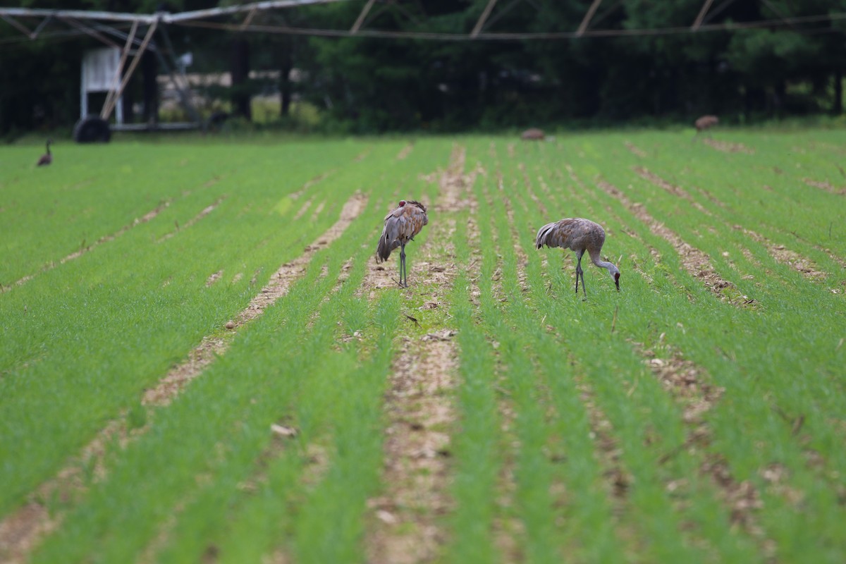 Sandhill Crane - John Lorenc