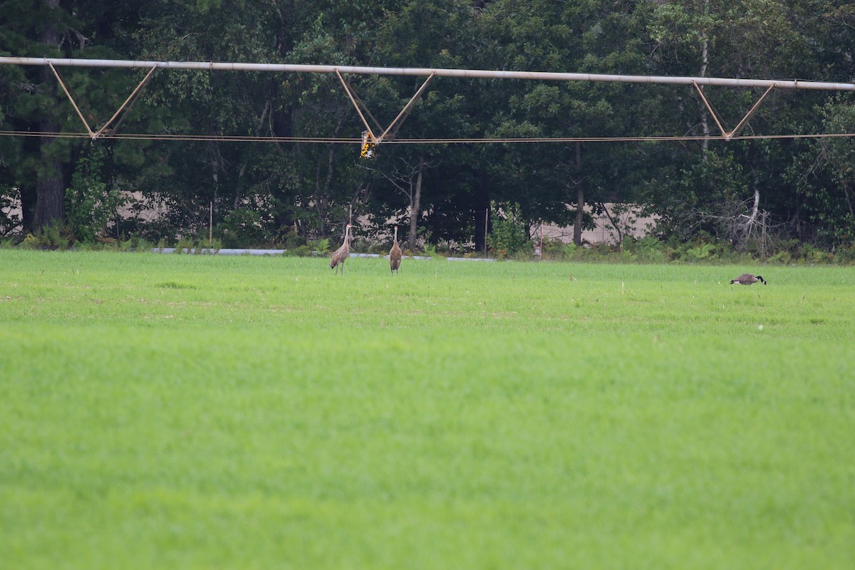 Sandhill Crane - John Lorenc