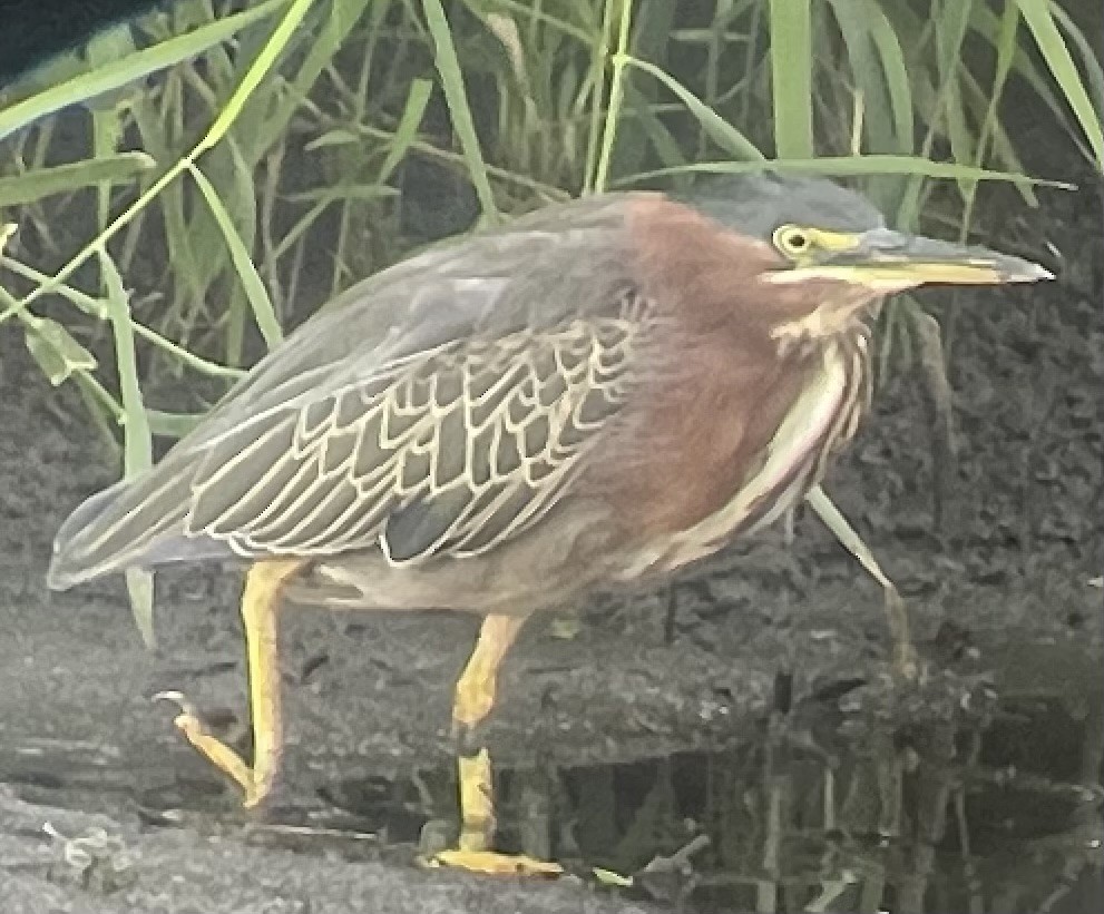 Green Heron - ML607230501