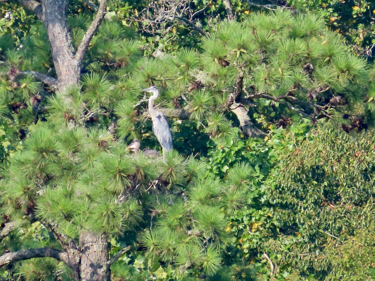 Great Blue Heron - Nancy Barnhart