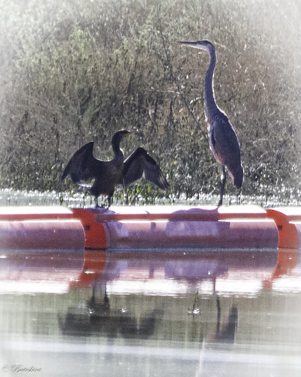 Double-crested Cormorant - ML607232771