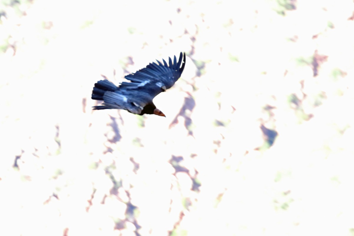 Condor de Californie - ML607232901