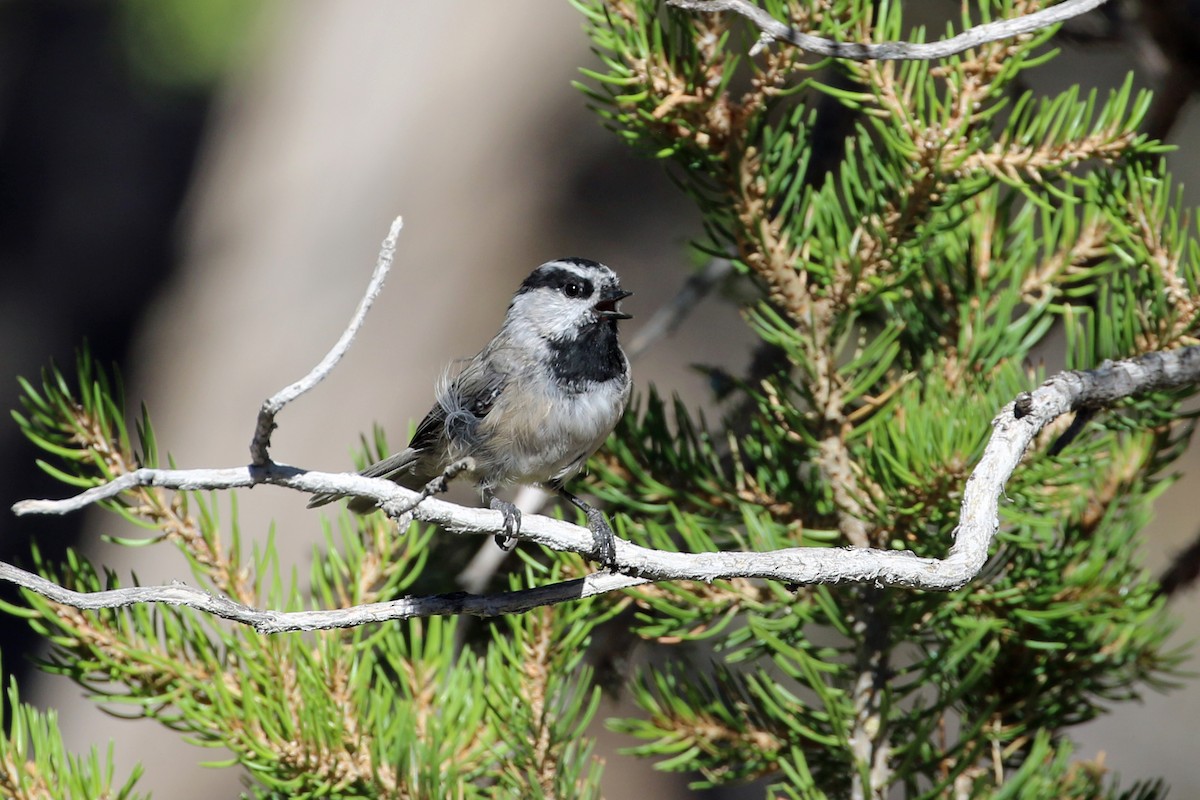 Mountain Chickadee - ML607233001