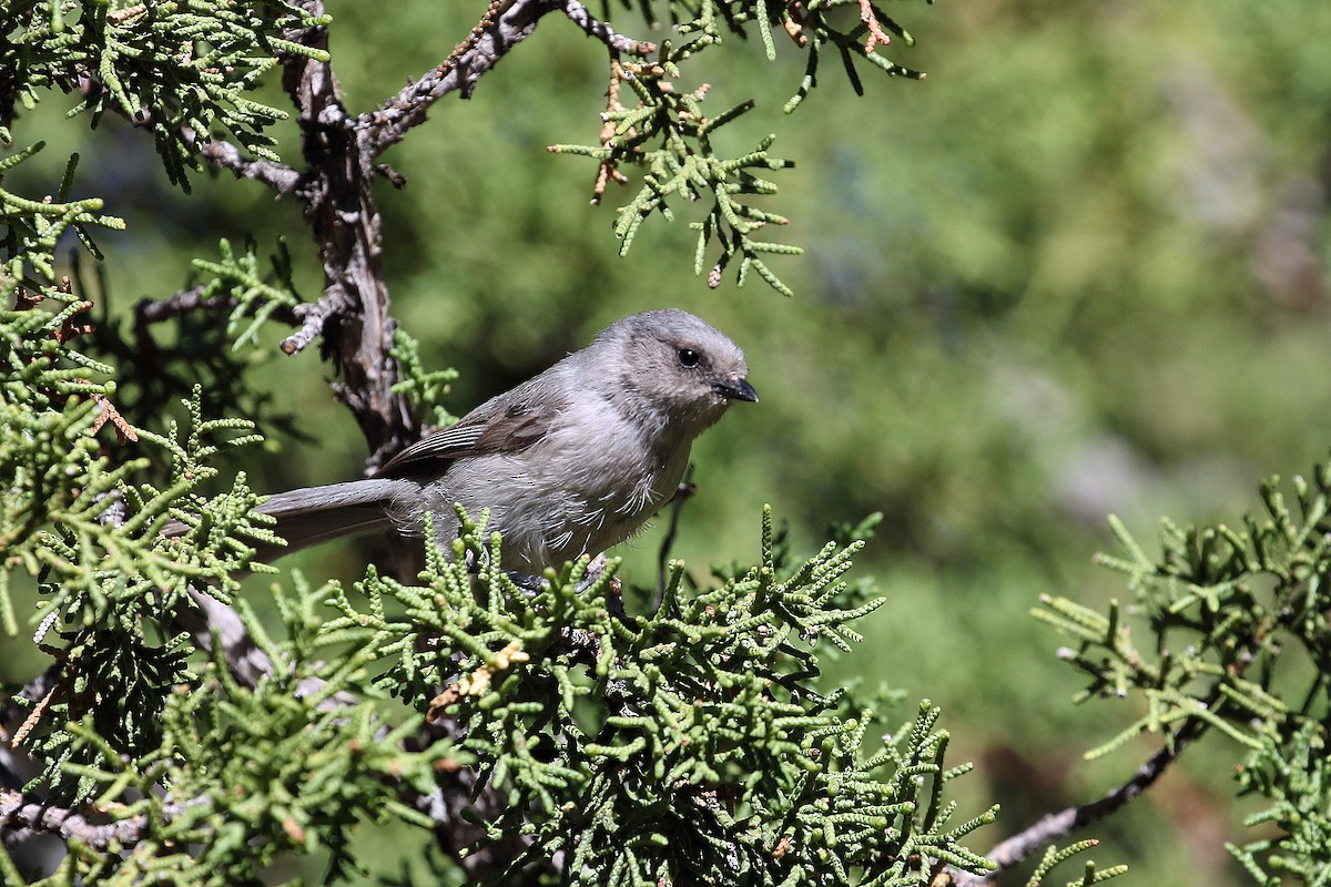 Bushtit - Dave Beeke