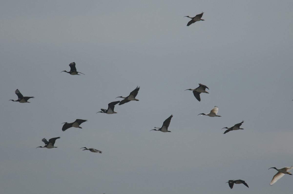 ibis slámokrký - ML607233231
