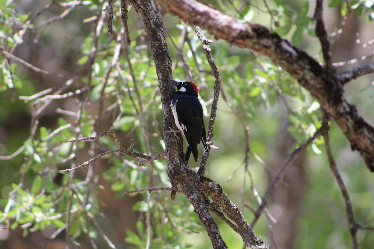 Acorn Woodpecker - ML607233721