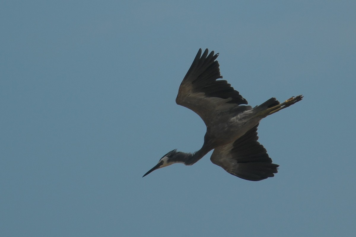 White-faced Heron - ML607233741