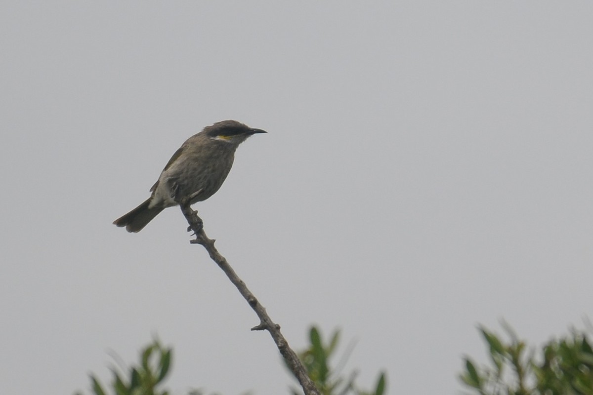 Singing Honeyeater - Vincent PERRIN