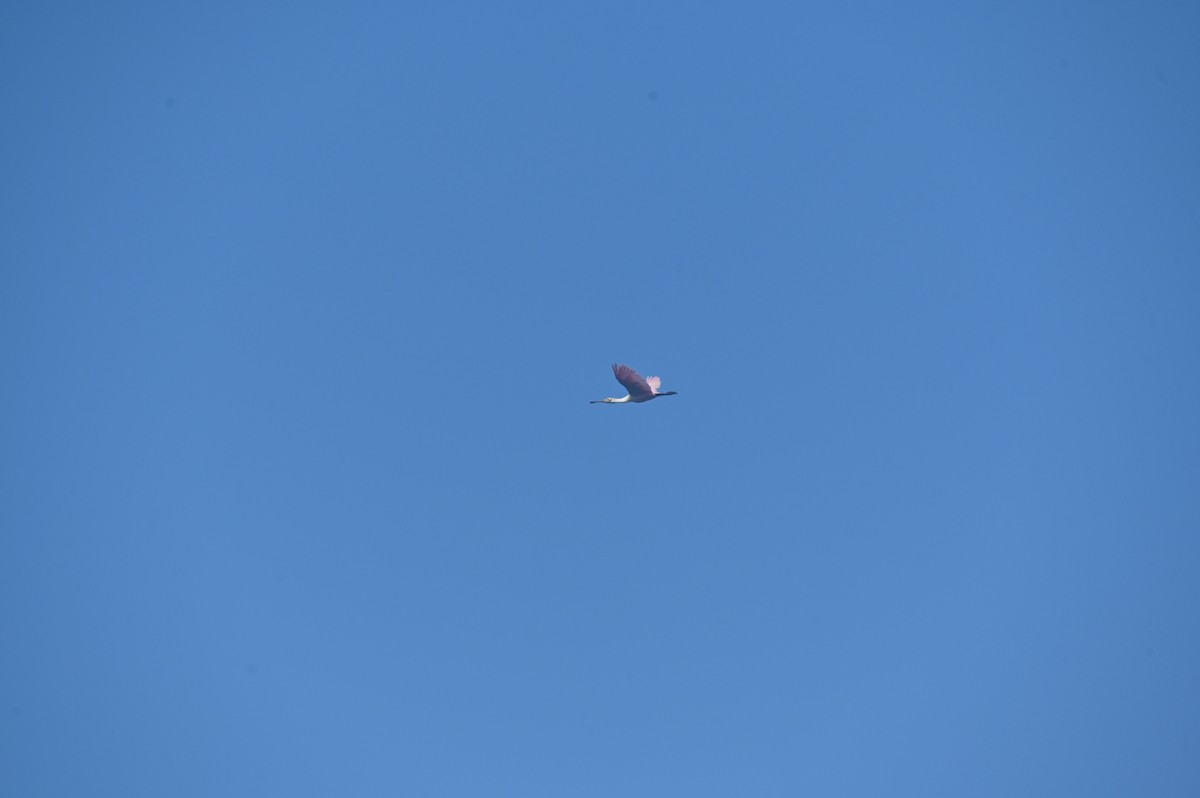 Roseate Spoonbill - Taylor Naquin