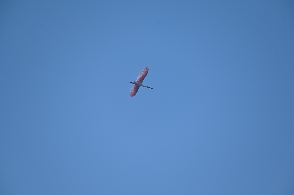 Roseate Spoonbill - Taylor Naquin