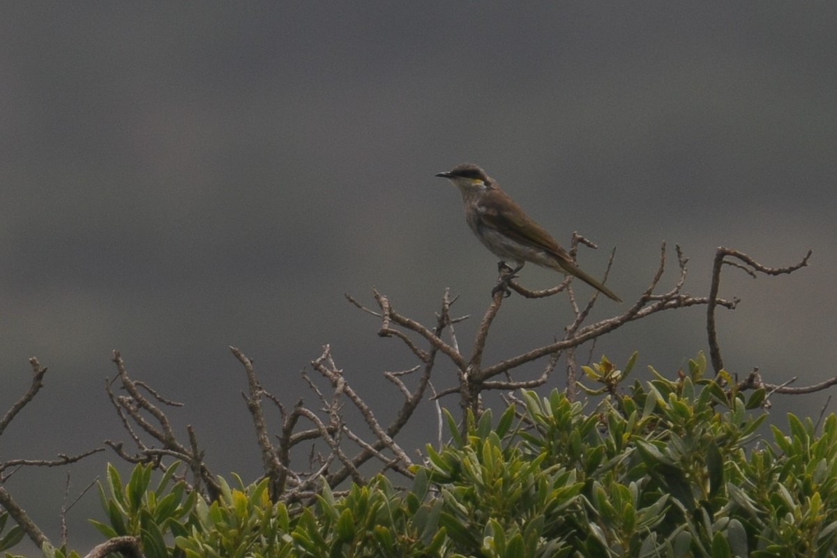 Singing Honeyeater - ML607236081