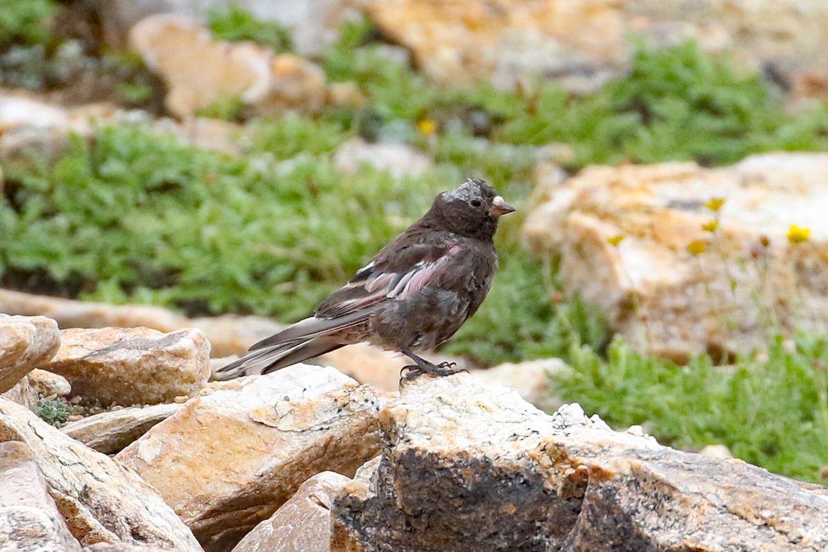 Black Rosy-Finch - Dave Beeke