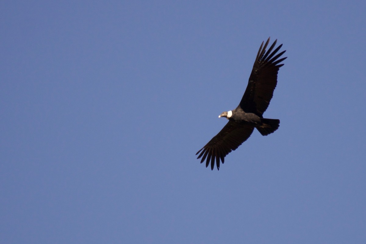 Andean Condor - ML60723641