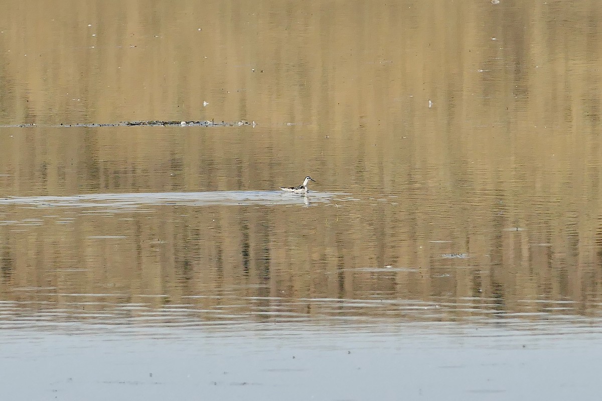 Phalarope à bec étroit - ML607238101