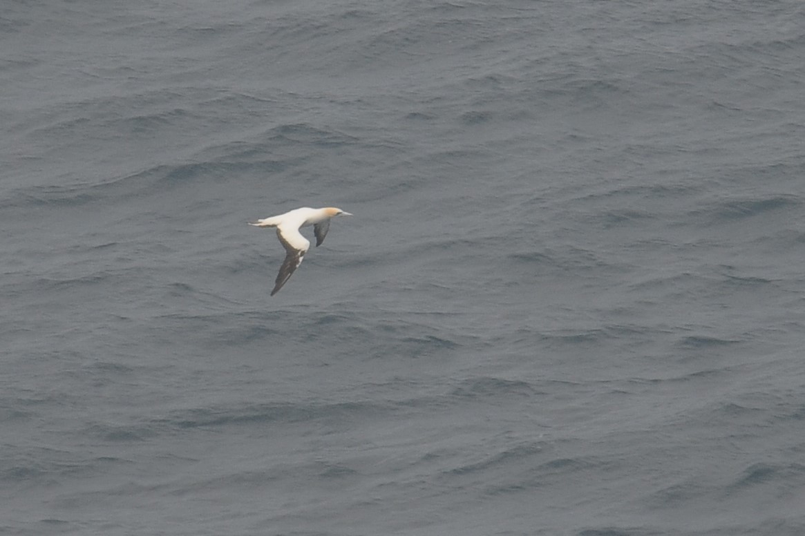 Australasian Gannet - Vincent PERRIN