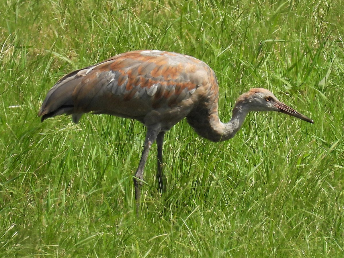 Sandhill Crane - Susan Gowen