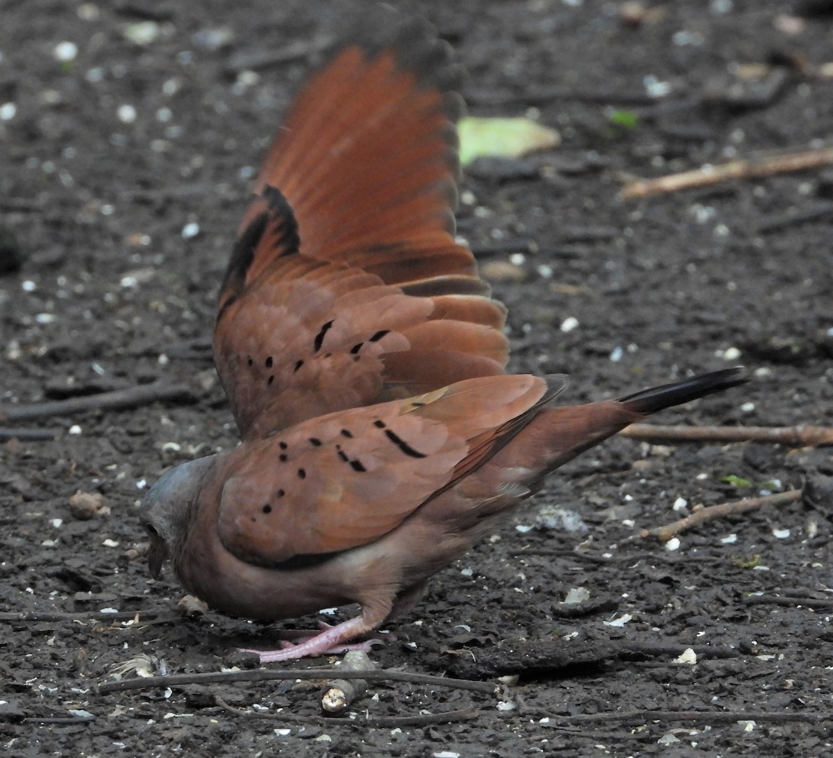 Ruddy Ground Dove - ML607240131