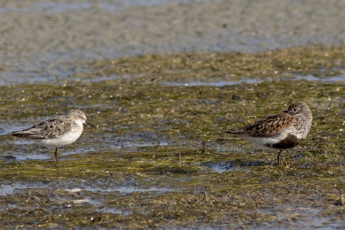 Dunlin - ML607240211