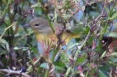Mourning Warbler - ML607240511