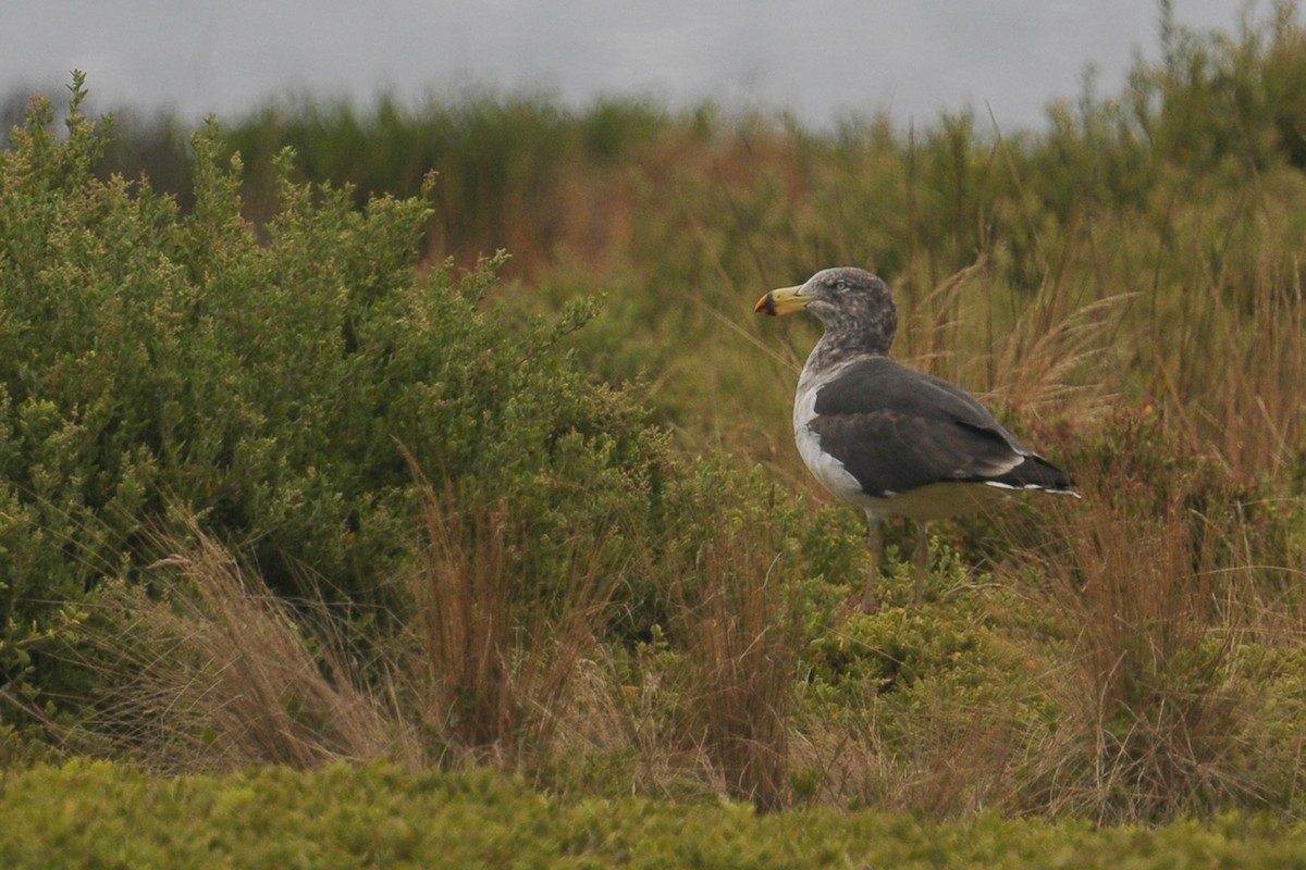 Pacific Gull - Vincent PERRIN