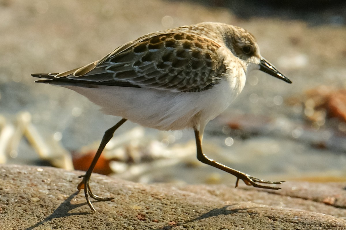 Semipalmated Sandpiper - ML607241001