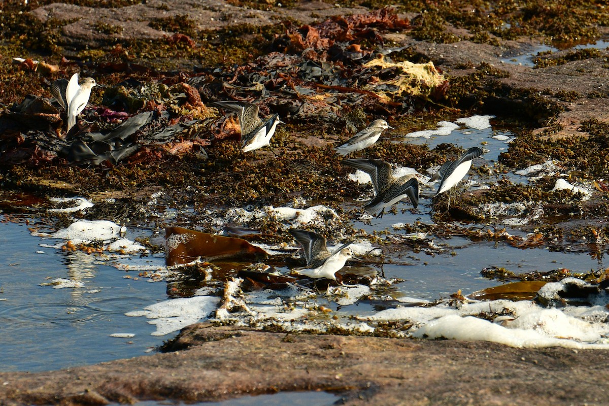 Semipalmated Sandpiper - ML607241021