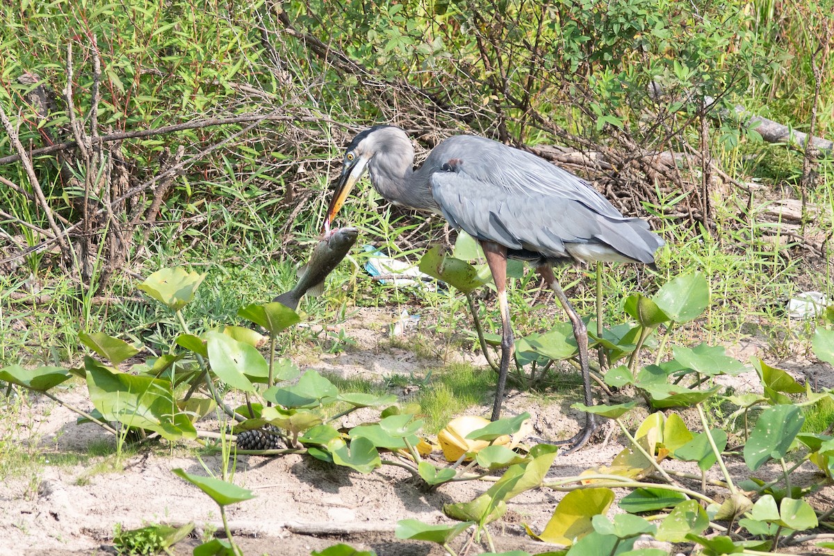 Great Blue Heron - ML607242531