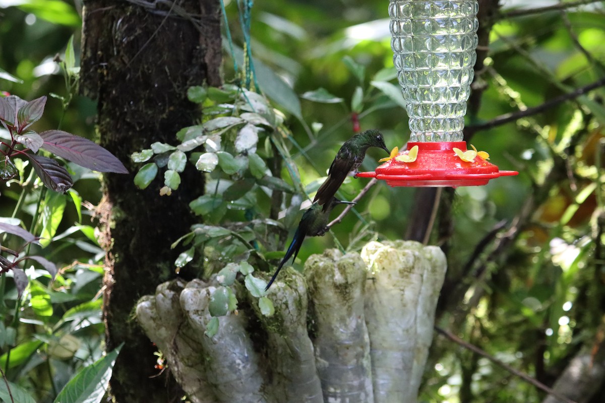 Buff-tailed Coronet - ML607242681