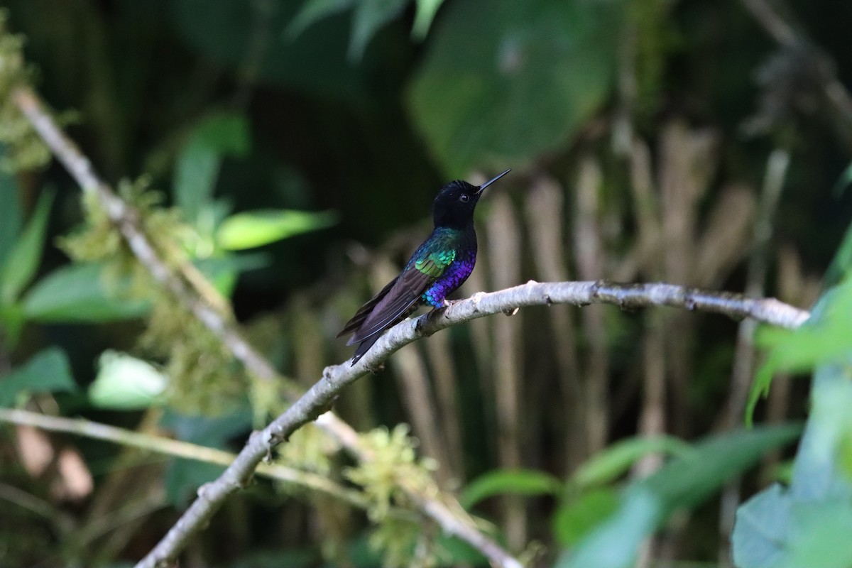 Velvet-purple Coronet - ML607243061