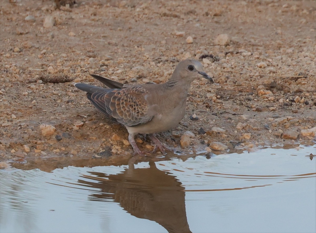 European Turtle-Dove - ML607243131