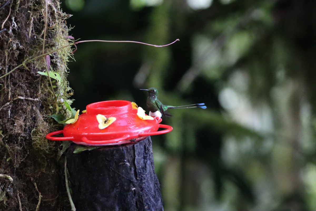 White-booted Racket-tail - ML607243971