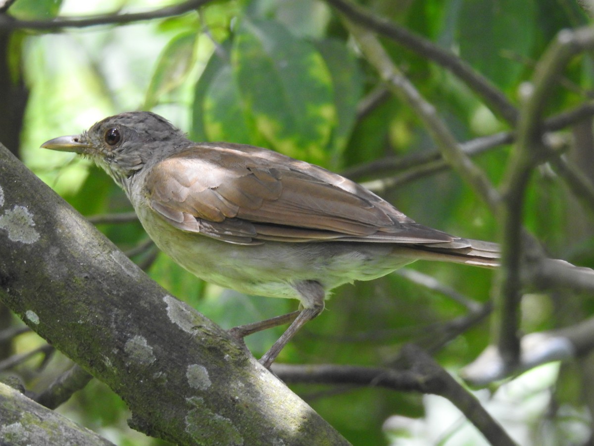 Pale-breasted Thrush - ML607244251