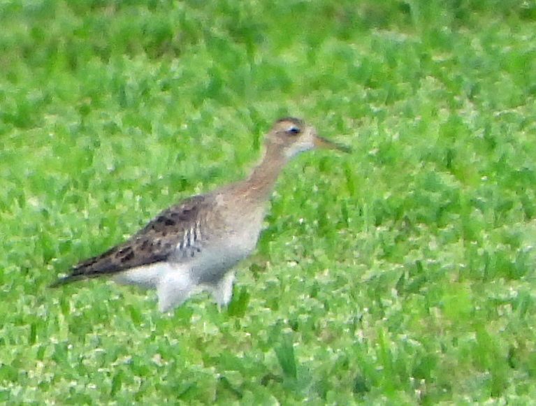 Upland Sandpiper - ML607244291