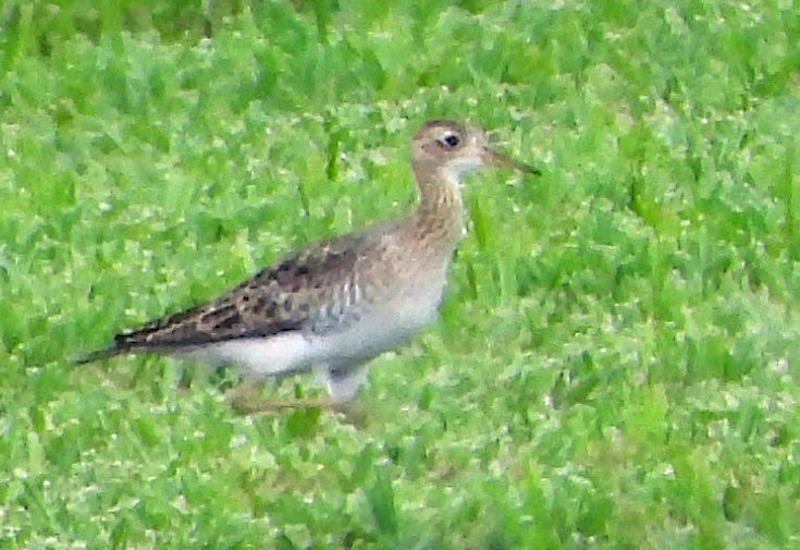 Upland Sandpiper - ML607244301