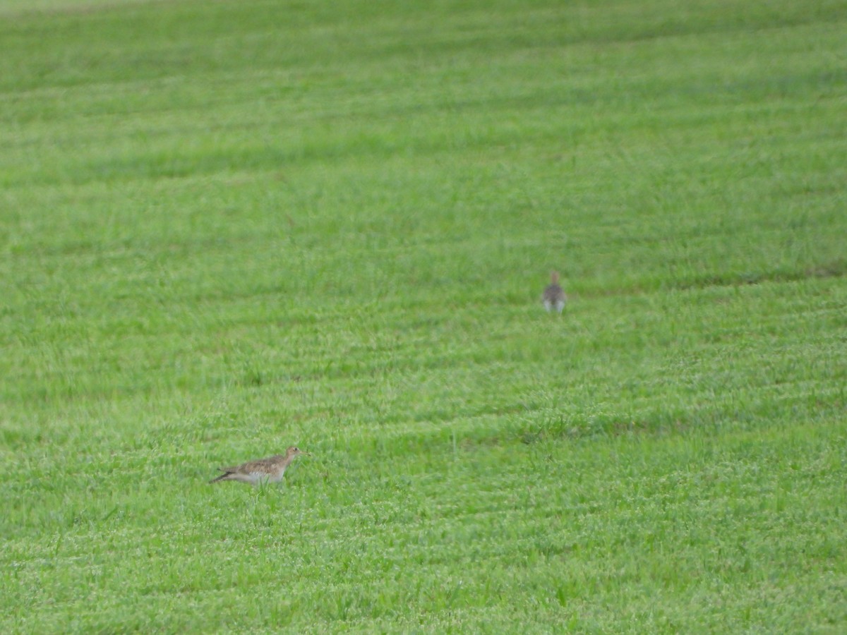 Upland Sandpiper - ML607244361