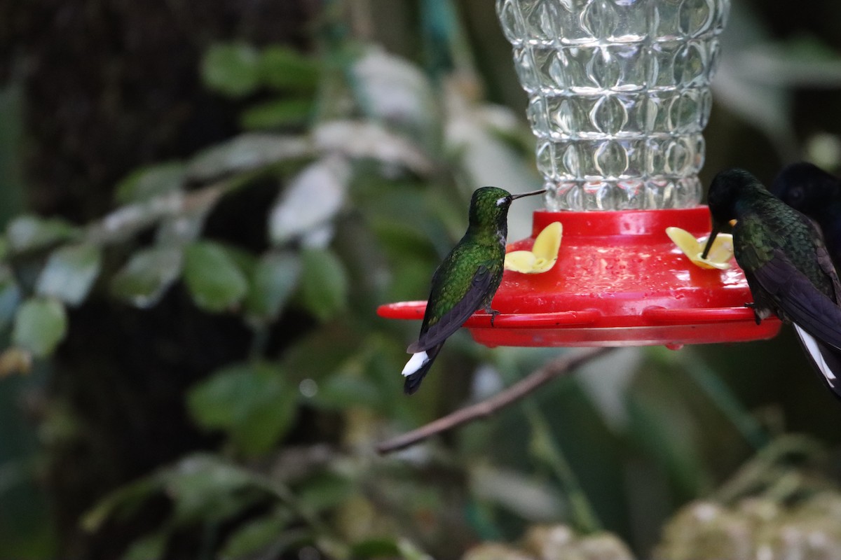 Purple-bibbed Whitetip - ML607244511