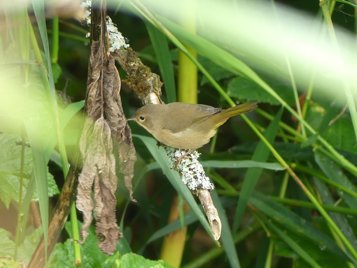 Common Yellowthroat - ML607245371