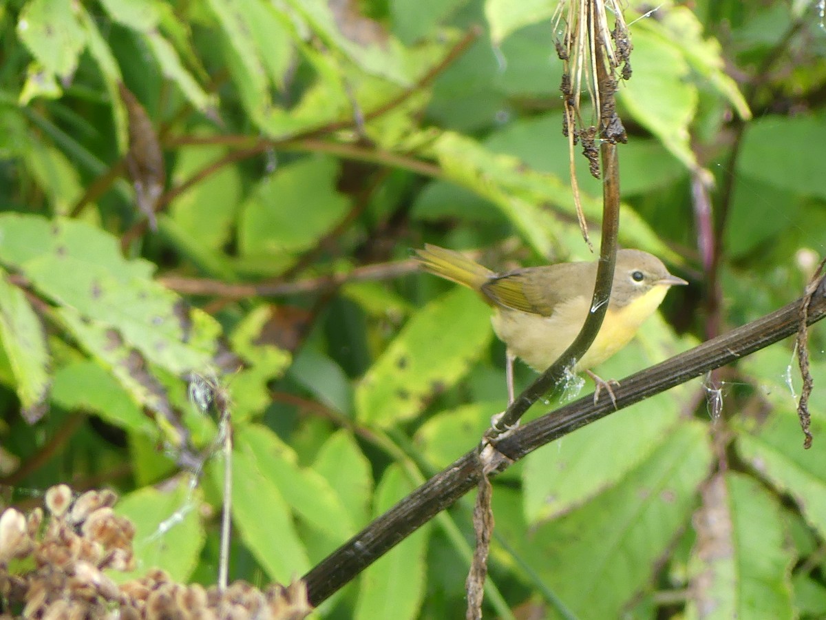 Common Yellowthroat - ML607245401