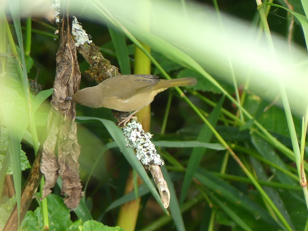 Common Yellowthroat - Gus van Vliet