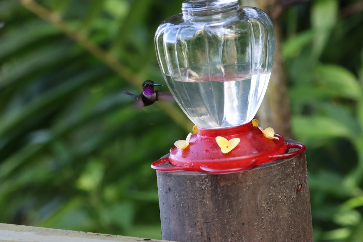 Purple-throated Woodstar - ML607245891