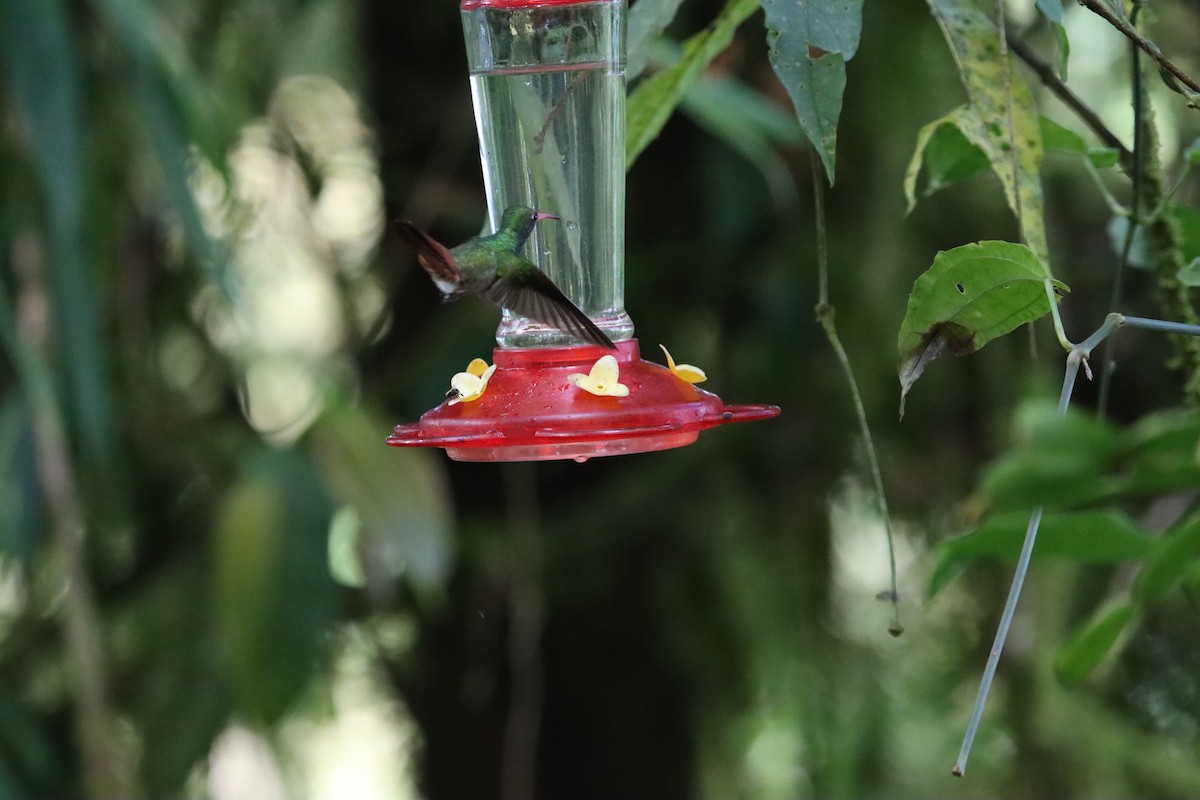 Rufous-tailed Hummingbird - ML607246571