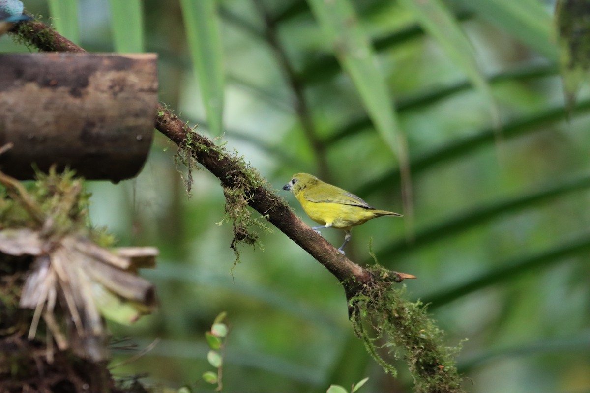 Thick-billed Euphonia - ML607246851