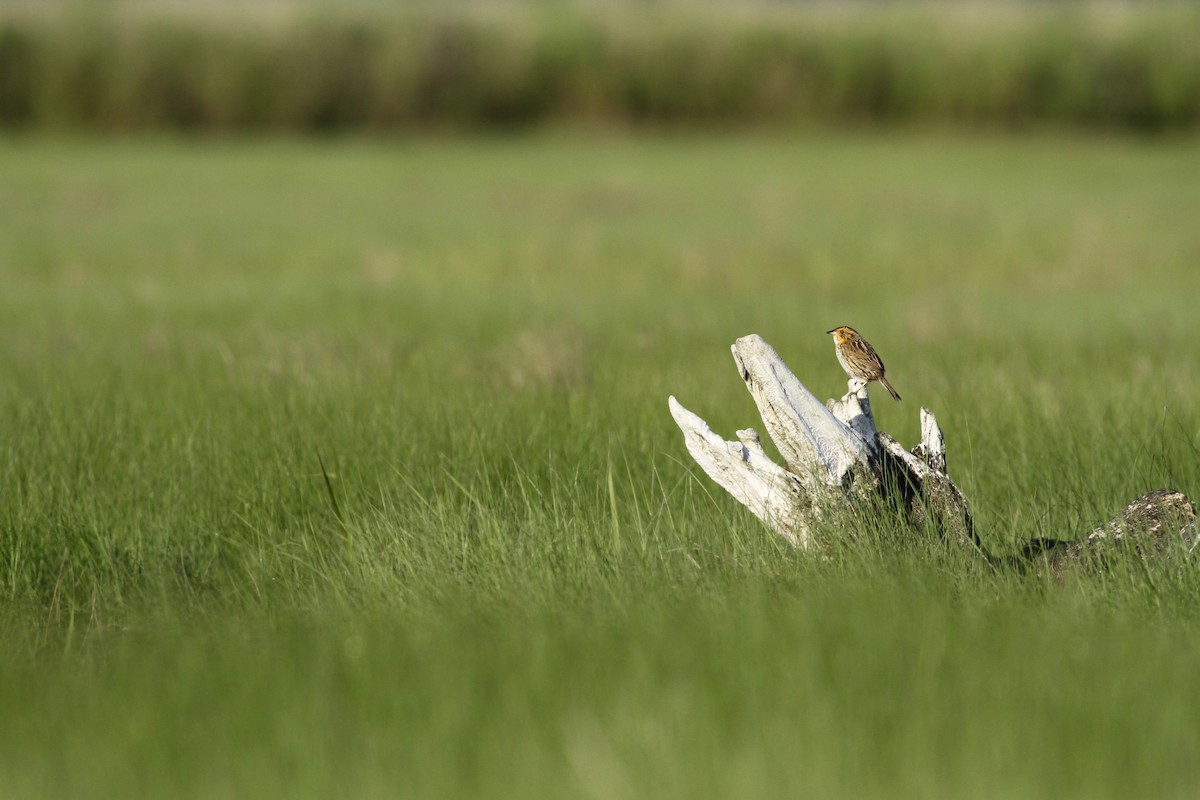 Saltmarsh Sparrow - Evan Lipton