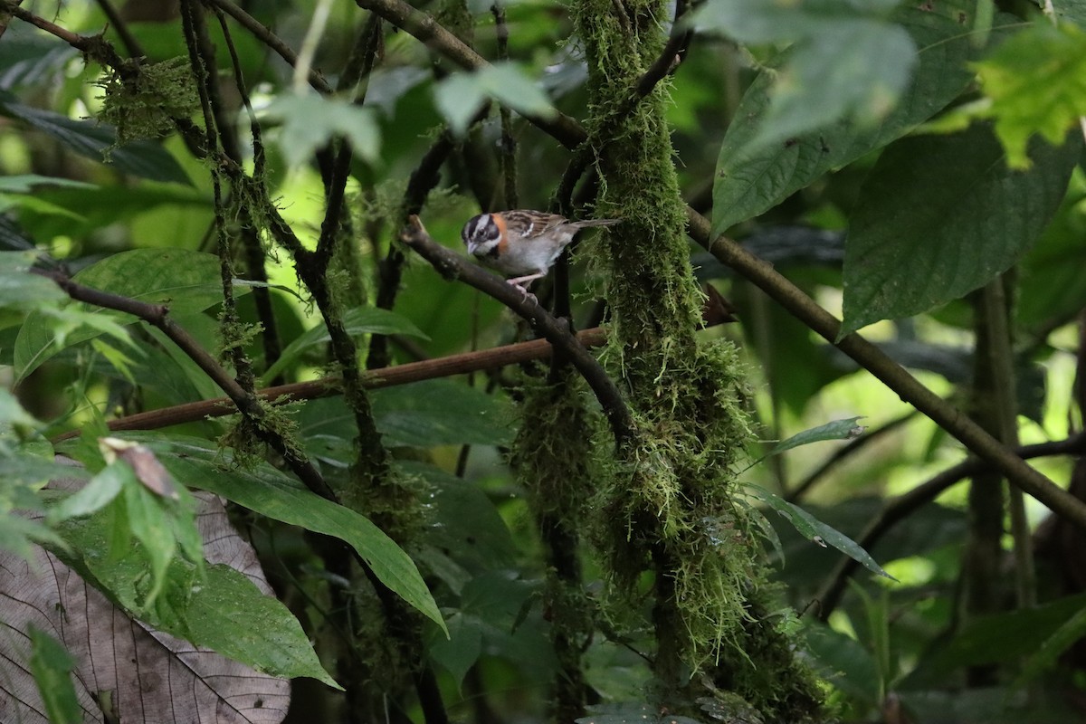 Rufous-collared Sparrow - ML607247231