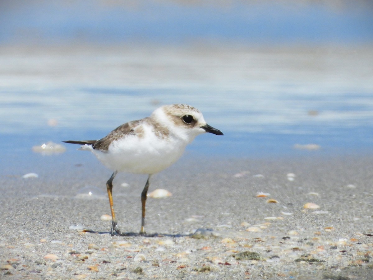 Kentish Plover - מוטי בייפוס