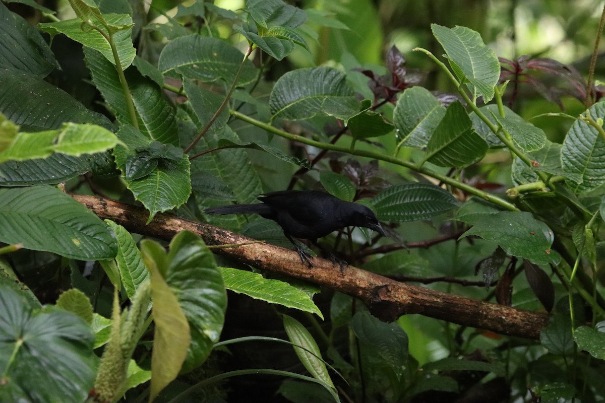 Scrub Blackbird - ML607247541