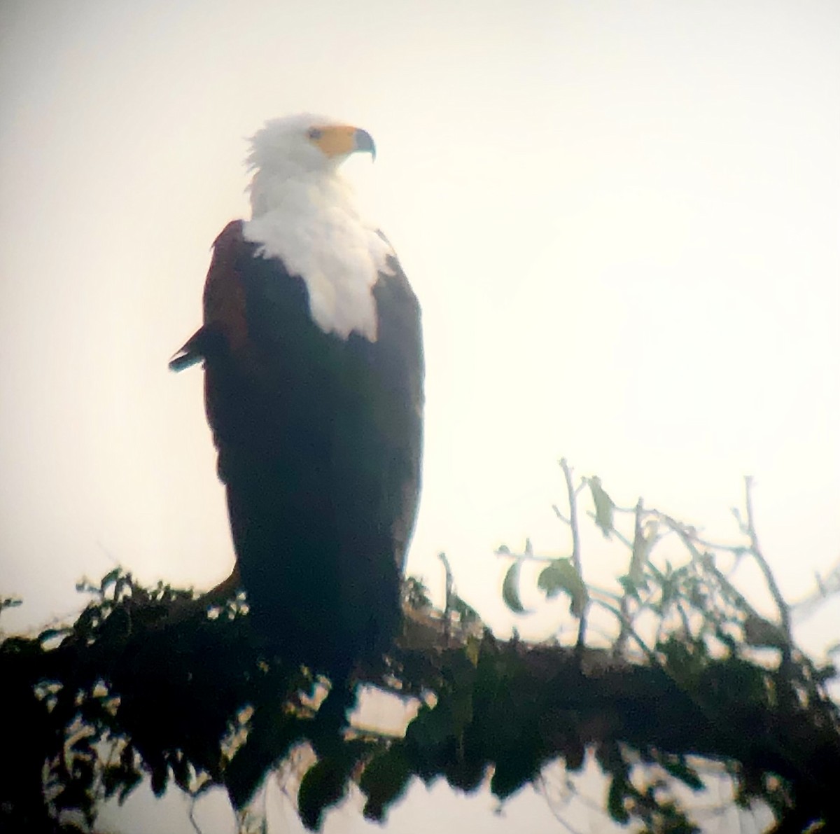 African Fish-Eagle - ML607247681