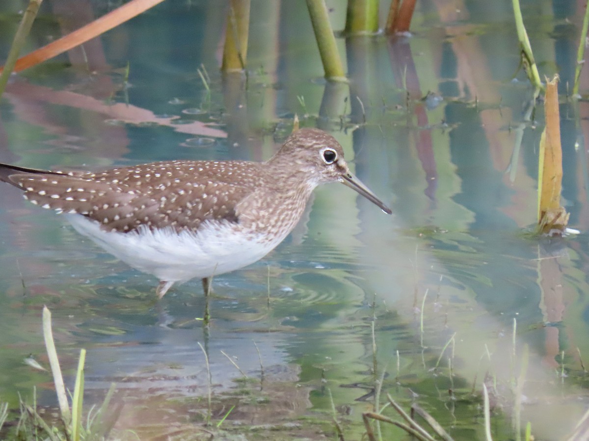 Solitary Sandpiper - ML607247711