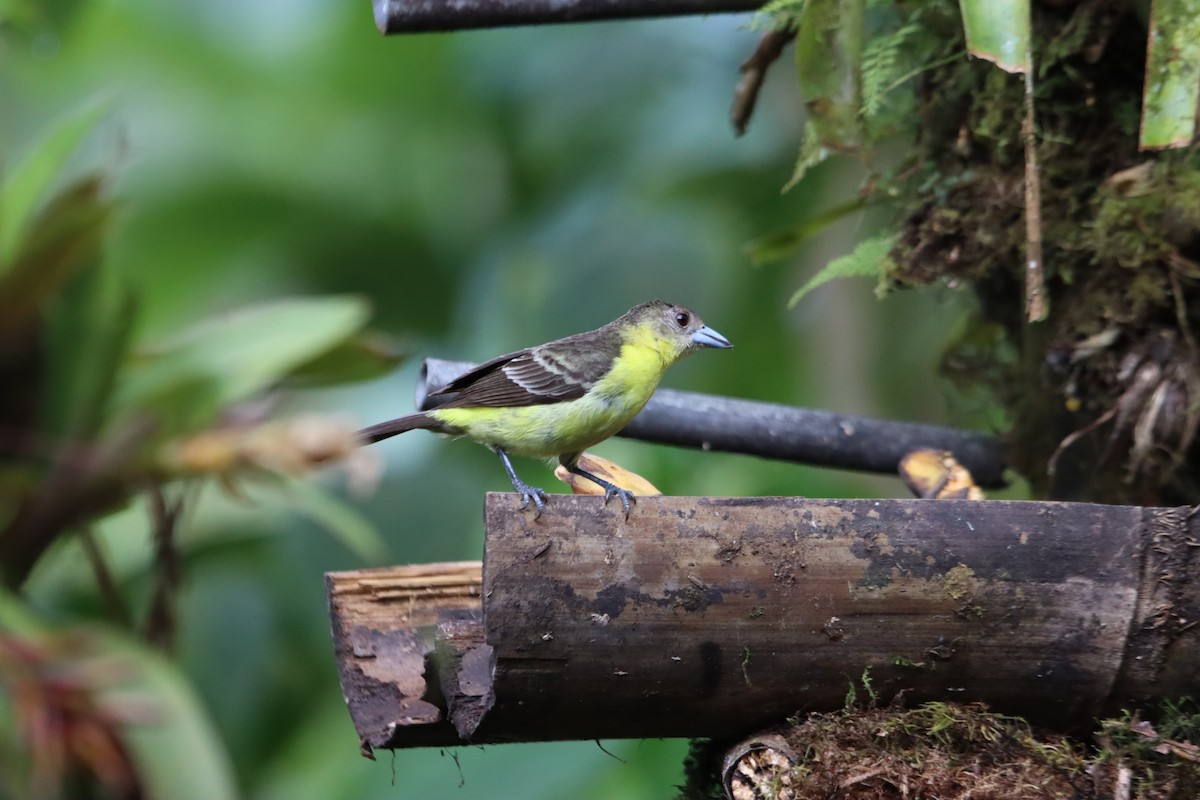 Flame-rumped Tanager - ML607247831