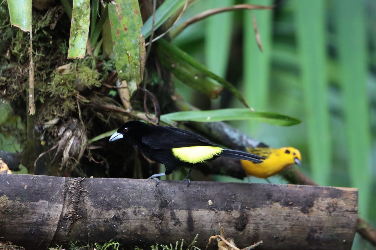 Flame-rumped Tanager - ML607248001